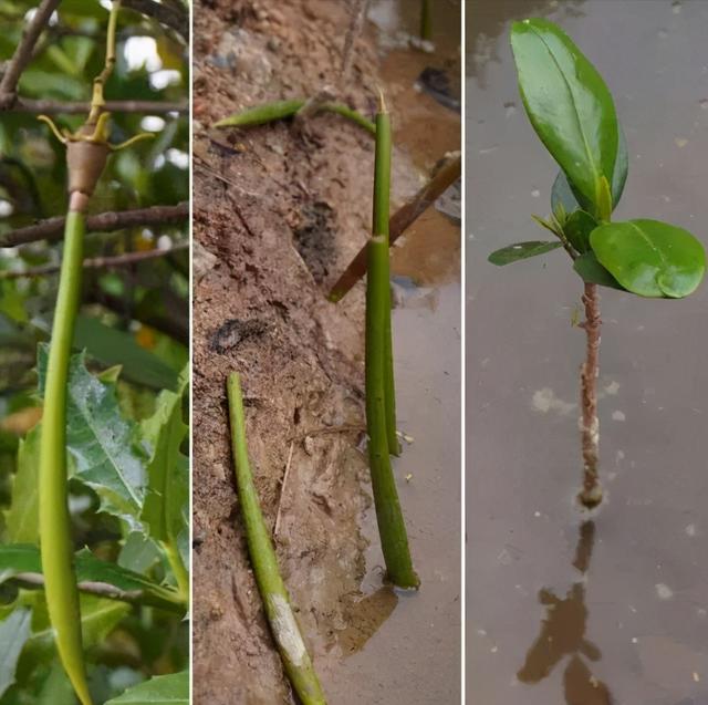 哪些植物传播种子的方法