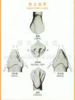 口腔牙齿图片大全图解