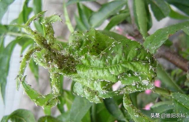 又一个防治蚜虫、粉虱的新药上市，比吡虫啉效果高17倍3