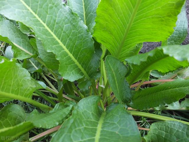 田地里的这种土大黄，长得像菠菜，​但它的价值要比菠菜要高得多2