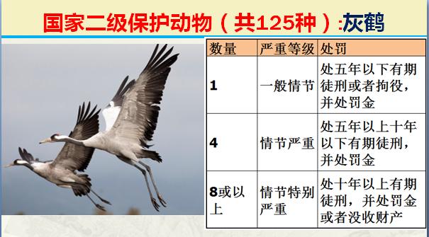 国家二级保护动物有哪些