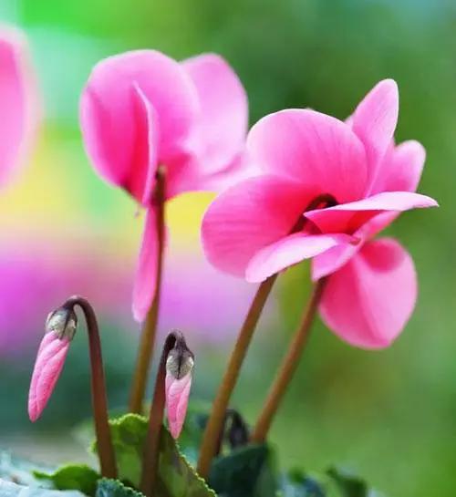 50种浪漫鲜花花语大全 50种浪漫鲜花花语大全（50种浪漫鲜花花语大全图片） 生活