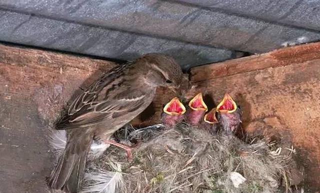 曾是四害之一的麻雀，部分还是进口货？中国的麻雀都去哪了？ - 太阳信息网