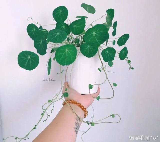 碰碰香有毒吗 碰碰香有毒吗（植物碰碰香有毒吗） 生活
