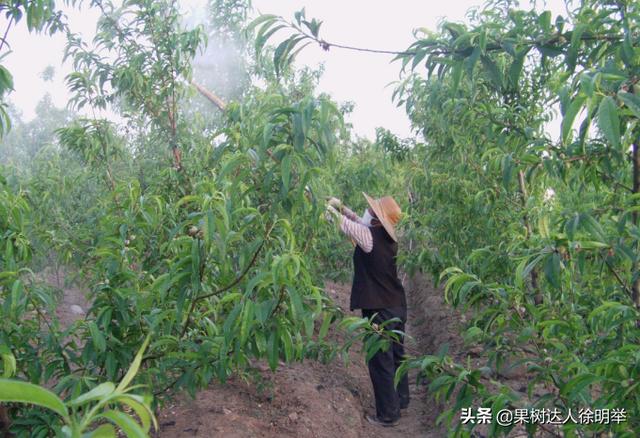 春季天气阴雨多变，桃子刚开始长就出现腐烂落果，什么病，怎么治