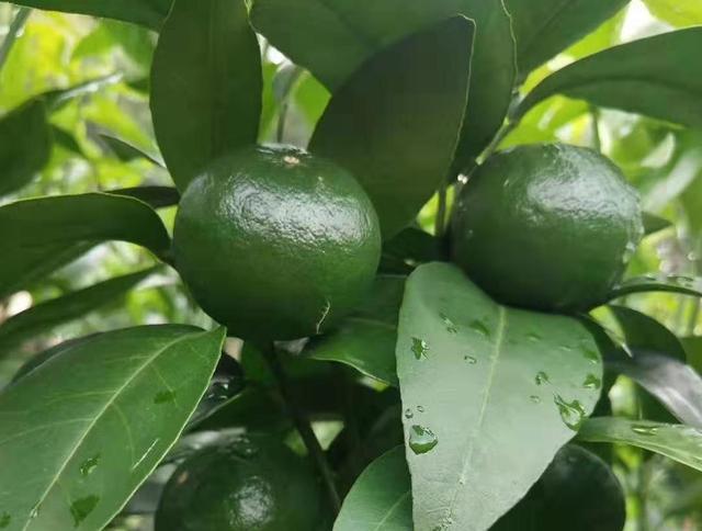 磷酸二氢钾加上硼肥，果树花期用一次，花多果多品质高