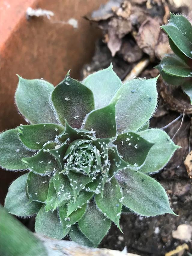 夏天烦人的蚧壳虫，有太多方法预防和清除了，赶紧学起来12