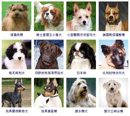 宠物犬种类