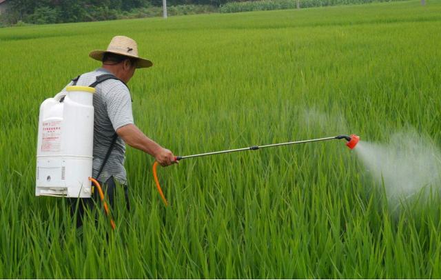 水稻稻曲病会使粒黑或绿，影响产量和品质，农民可用4招有效防治