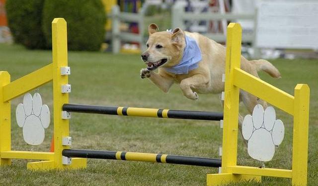 如何训练狗狗跳跃(训练狗跳跃最好的方法)-艾拉养犬