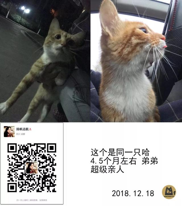 成都宠物猫领养