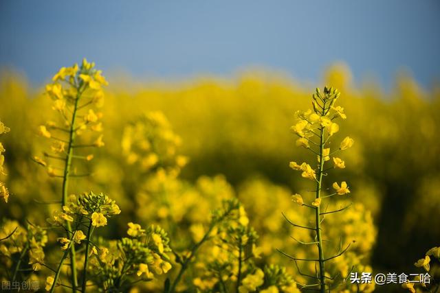 油菜花可以吃吗