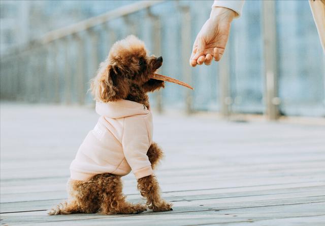 泰迪犬图片 泰迪犬图片（巨型泰迪犬图片） 动物