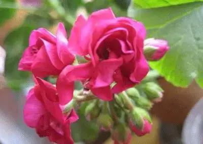 50种浪漫鲜花花语大全 50种浪漫鲜花花语大全（50种浪漫鲜花花语大全图片） 生活