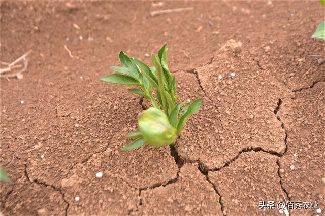 2月份中药材白术管理要点，做好3个步骤，一年不愁杂草危害6