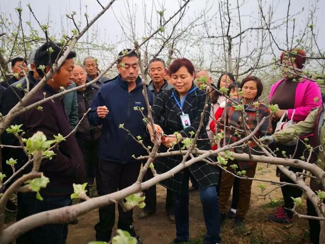 套袋苹果全年用药方案！2