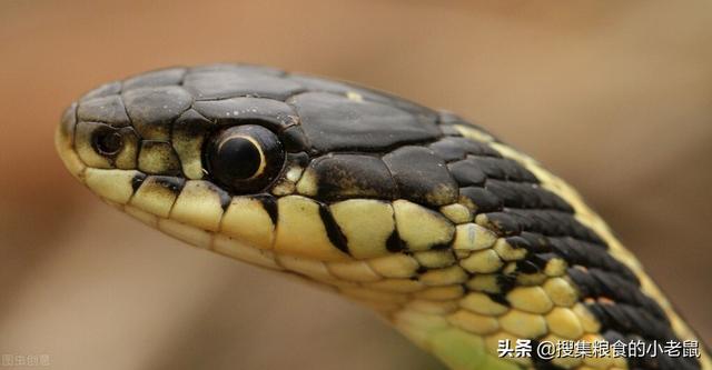 蛇，地球上最恐怖的动物，没有之一-第1张图片-趣闻屋