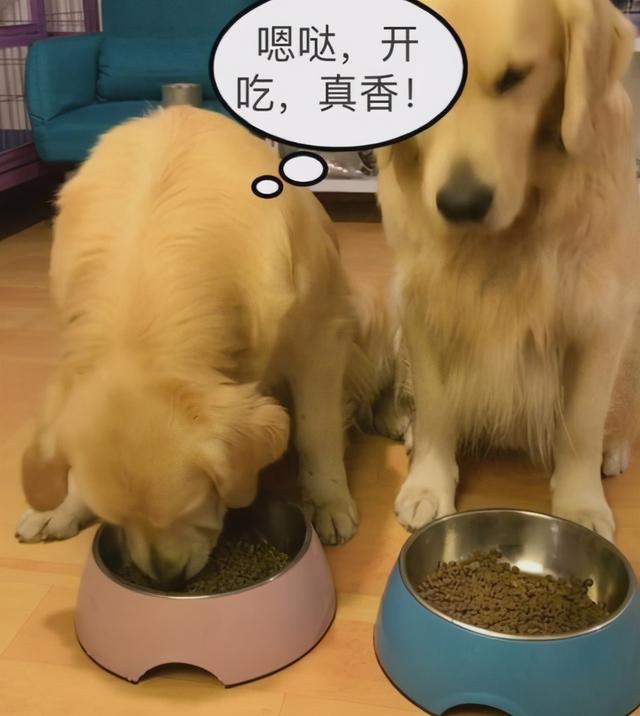 拉布拉多犬和金毛