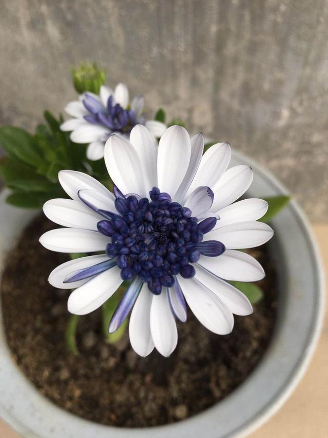 花卉名称