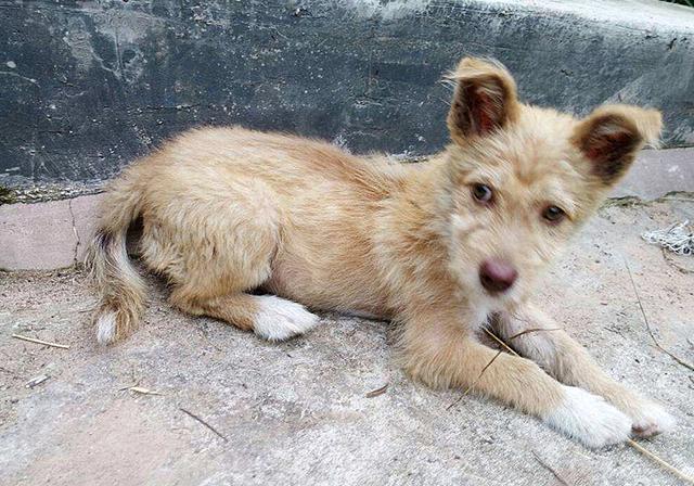 一听到串串,他立刻皱起了眉头:"串串狗不就是土狗嘛,之前我看了有篇