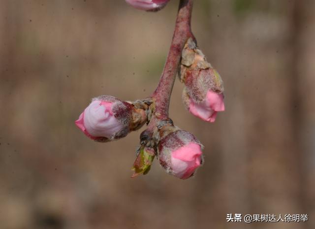 各地桃树鲜花盛开后，正是桃蚜开始一年猖狂时，怎么办9