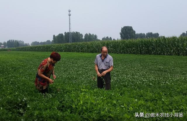 夏花生进入旺盛生长期，如何打药控旺最合理？一篇文章给你说明白5