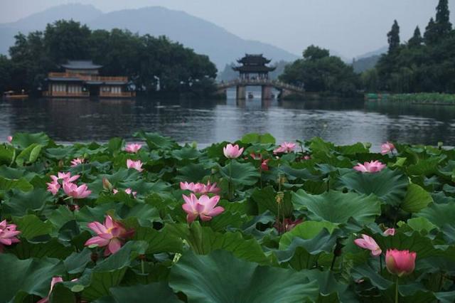 荷花的花语及诗句(荷花的花语是什么,意思又是什么?)