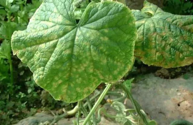 「作物病害」黄瓜叶枯病的防治方法-农资百科网