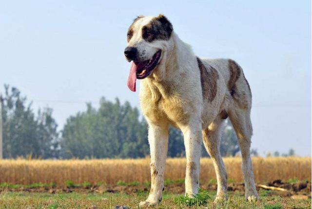 十大护卫犬 十大护卫犬（十大护卫犬排行榜） 动物