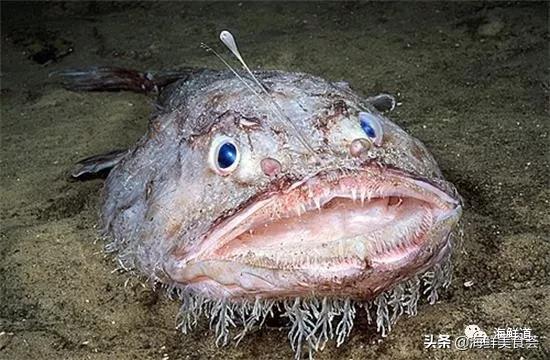 深海鼻涕鱼的图片图片