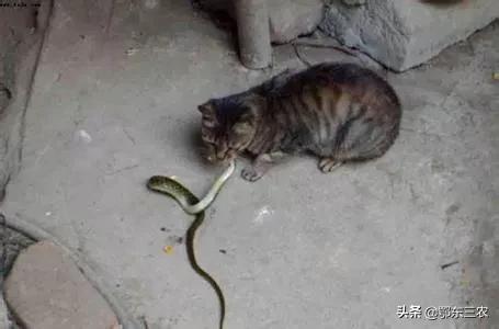 农村家里有蛇，怎么办？该怎样驱赶？2
