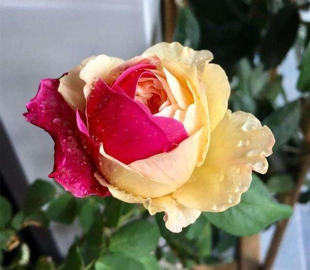 月季花品种
