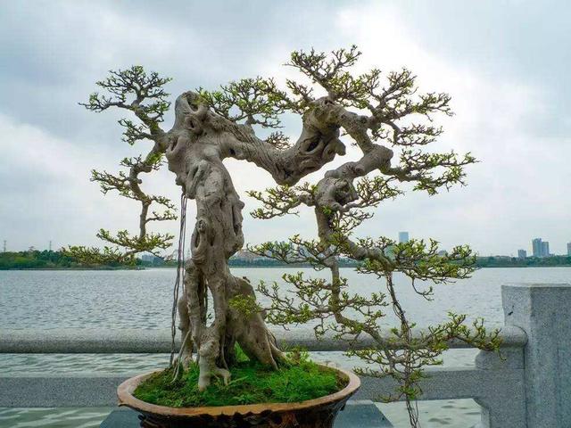 龙柏盆景