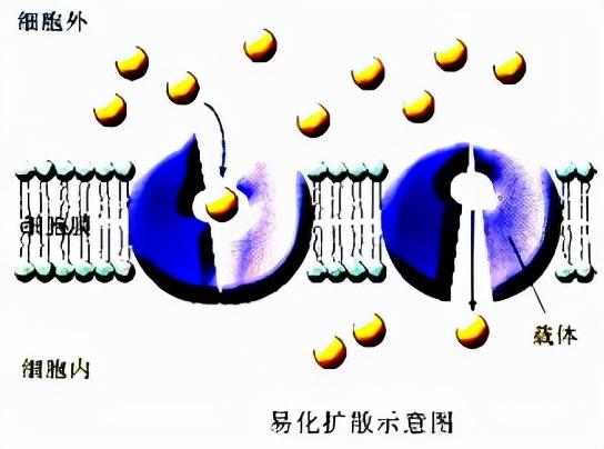 载体蛋白和通道蛋白的区别载体蛋白与通道蛋白