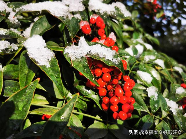 雪中红豆最相思