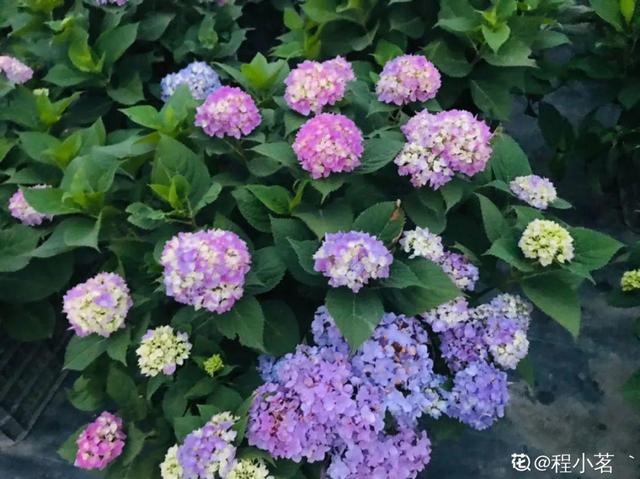 给花浇水加点硫酸亚铁，黄叶变绿叶，春天呼呼冒新芽13