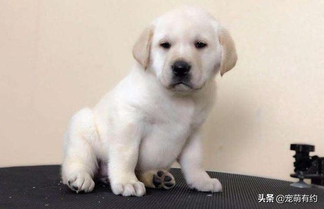 拉布拉多幼犬怎么喂养图片