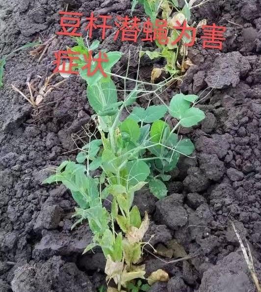 荷兰豆植株出现萎蔫黄化现象？或是豆杆黑潜蝇危害，防治需趁早2