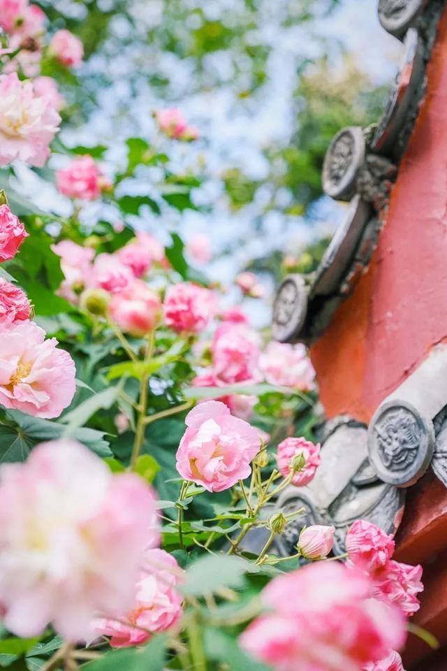 芙蓉花开 芙蓉花开（芙蓉花开花特点） 生活