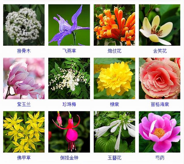 观花植物 观花植物（木本观花植物） 生活