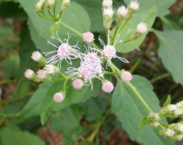 薇甘菊 薇甘菊（薇甘菊危害事件） 生活