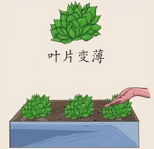 石莲花 石莲花（石莲花图片大全） 生活