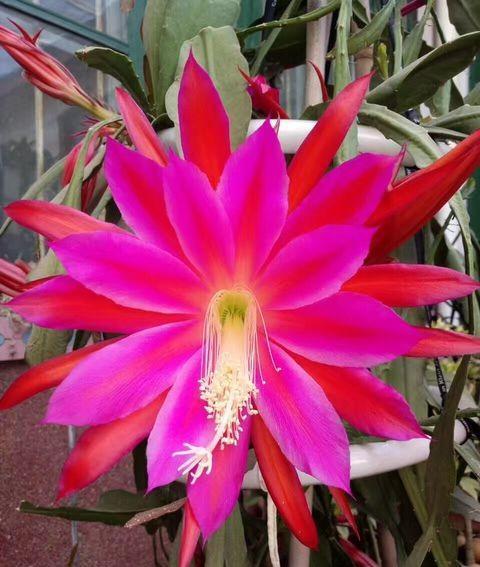 昙花的养殖方法 昙花的养殖方法（昙花的养殖方法和注意事项昙花怎么养殖） 生活