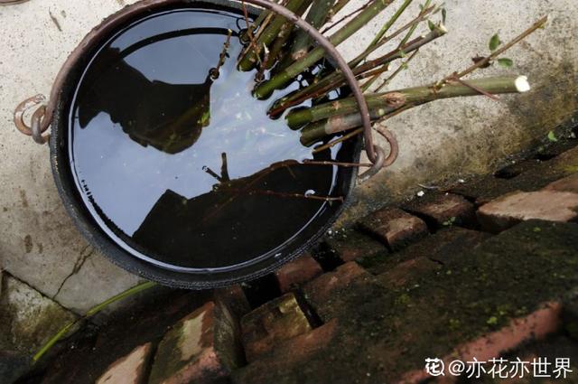 小药片磨成粉，兑水浇花，大白根长出来8