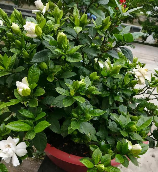 枝枝花