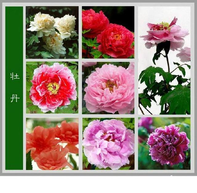 常见的花名字及图片,100种花名图册,收藏起来慢慢看,从此认花不求人?