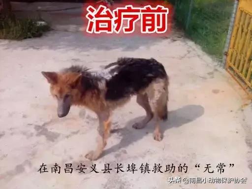 鸡皮肤是不是用硫磺皂