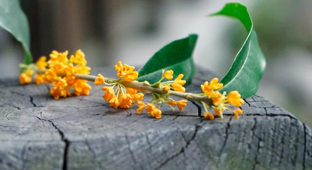 描写桂花的诗句有哪些（十首咏桂花的古诗词）