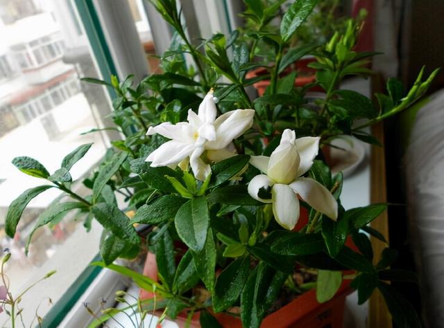 枝枝花