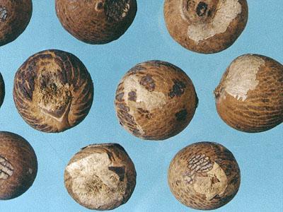 吃槟榔是什么意思